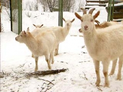 ������ ������� ���, ������� ����� ������ ������������ ������