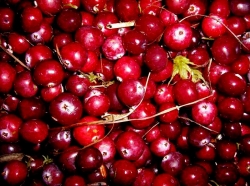 ������ �������� ������������� ����������� ��������