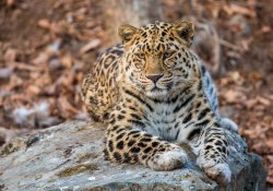 ������� ��������� ����� � ���